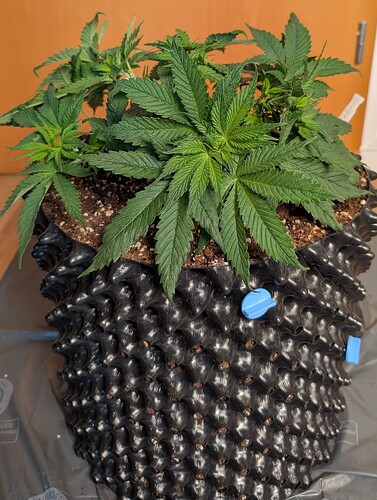 PXL_20250411_072750157.MP~2