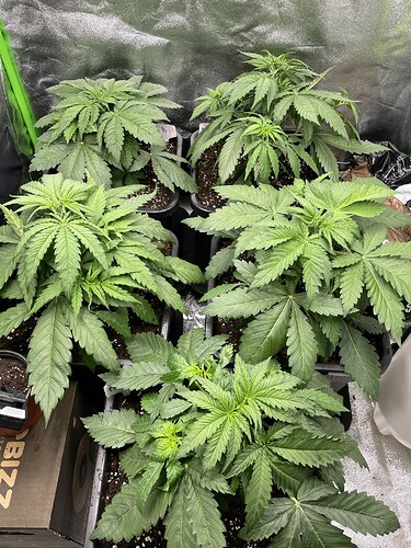 Growreport Bild 4