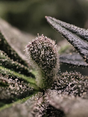 Growreport Bild 25