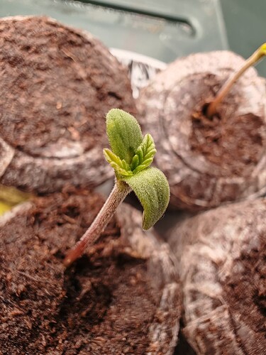 Growreport Bild 5