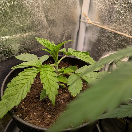 Growreport Bild 11