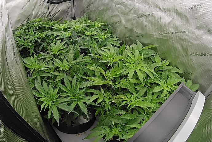 Growreport Bild 1
