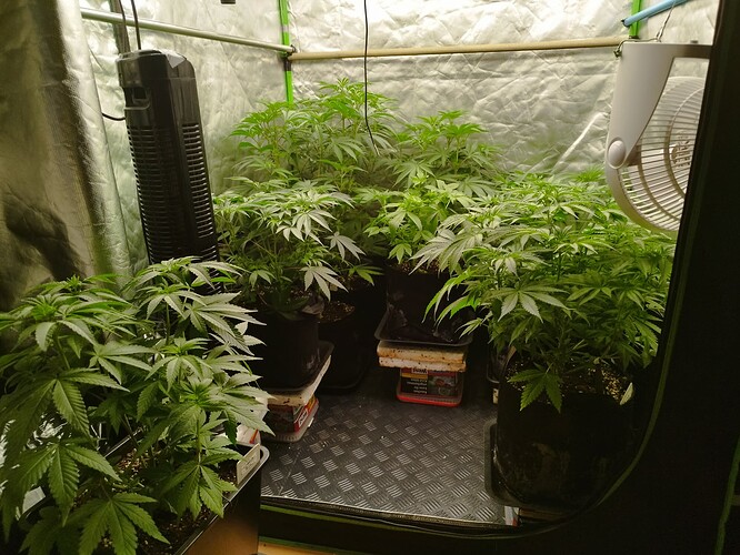Mehrere Cannabis-Pflanzen in einem Zelt, die sich im Wuchs befinden. Ein Ventilator ist an der Seite sichtbar.