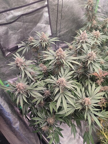Growreport Bild 17