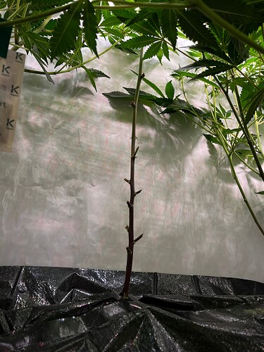 Growreport Bild 8