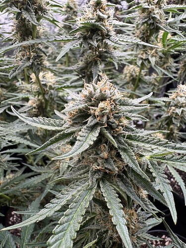 Growreport Bild 1