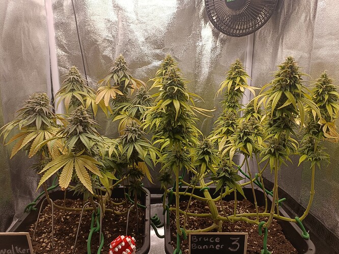 Growreport Bild 12