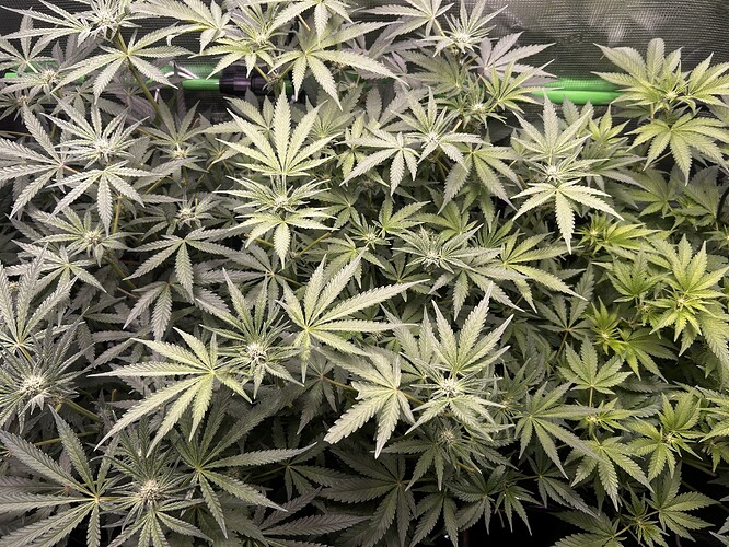 Growreport Bild 49