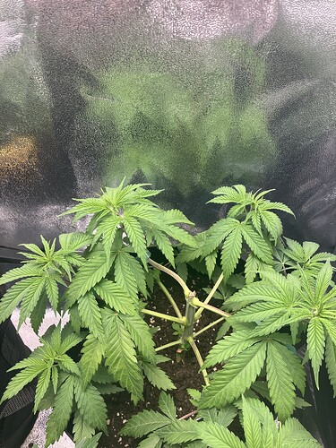 Growreport Bild 9