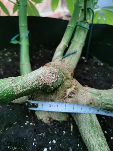 Growreport Bild 7