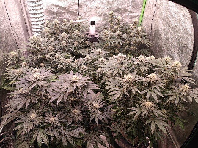 Growreport Bild 82