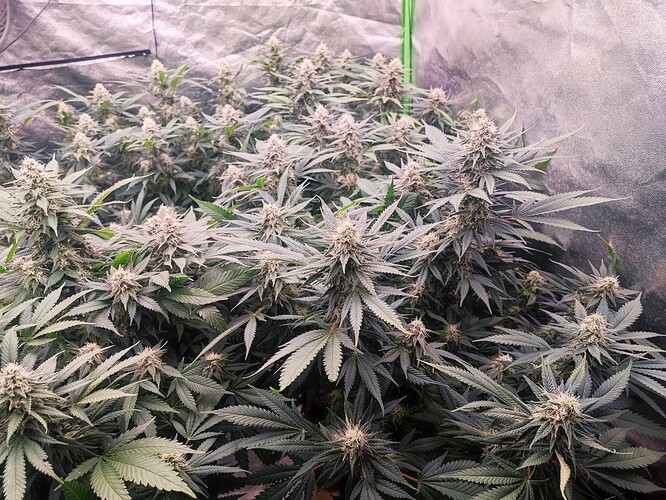 Growreport Bild 34