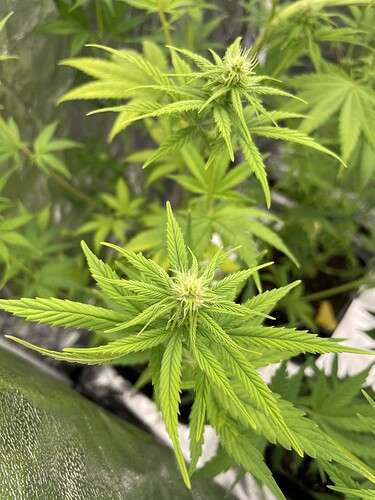 Growreport Bild 5