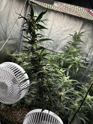 Growreport Bild 2