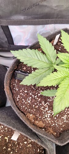 17313504857106091723762413219917