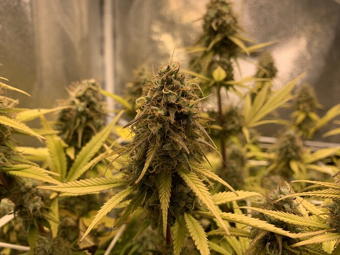 Growreport Bild 2