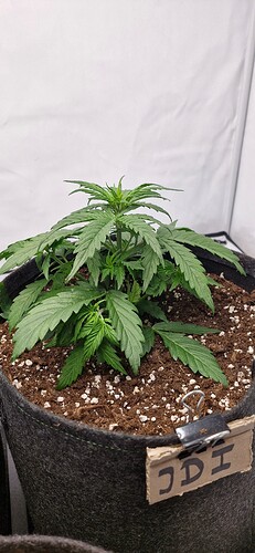 Growreport Bild 1