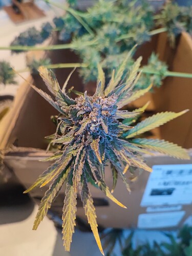 Growreport Bild 1