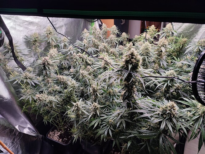Growreport Bild 21