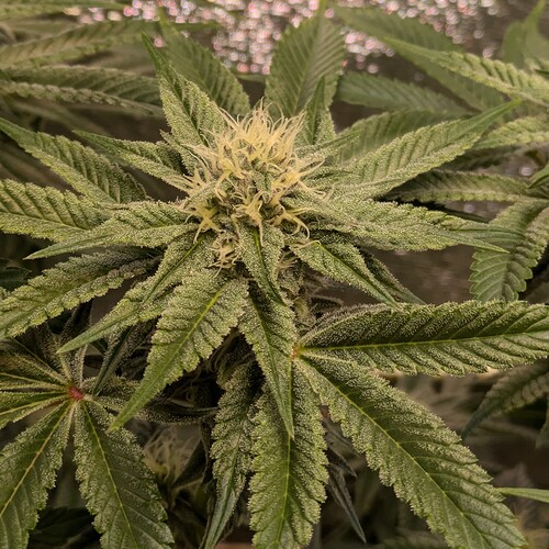Growreport Bild 6