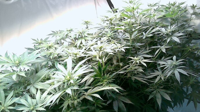 Growreport Bild 17