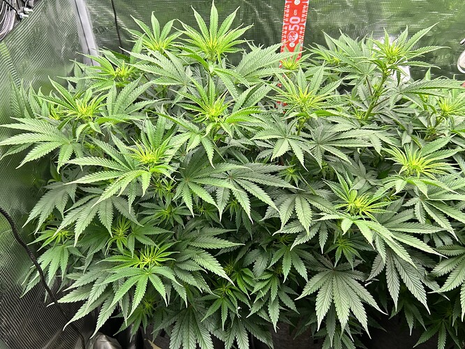 Mehrere Cannabis-Pflanzen in einem Growzelt mit einer Skala im Hintergrund.