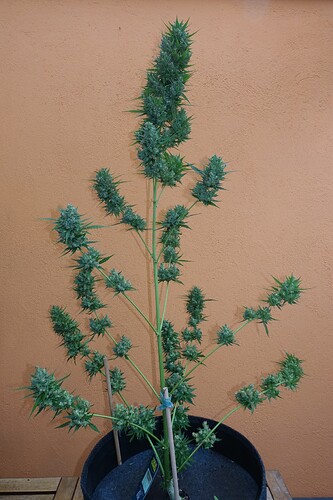 Growreport Bild 4