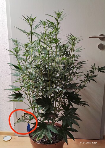 Growreport Bild 26