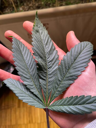 Growreport Bild 6