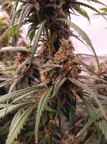Growreport Bild 12