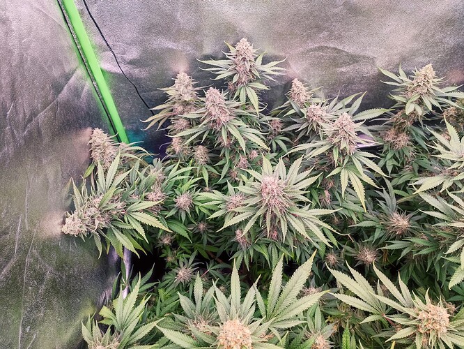 Growreport Bild 9