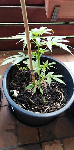 Growreport Bild 3
