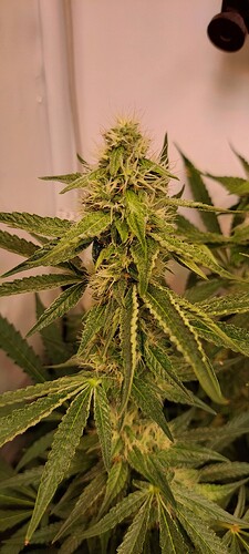 Growreport Bild 8