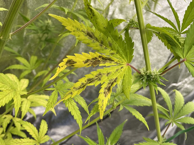 Growreport Bild 1