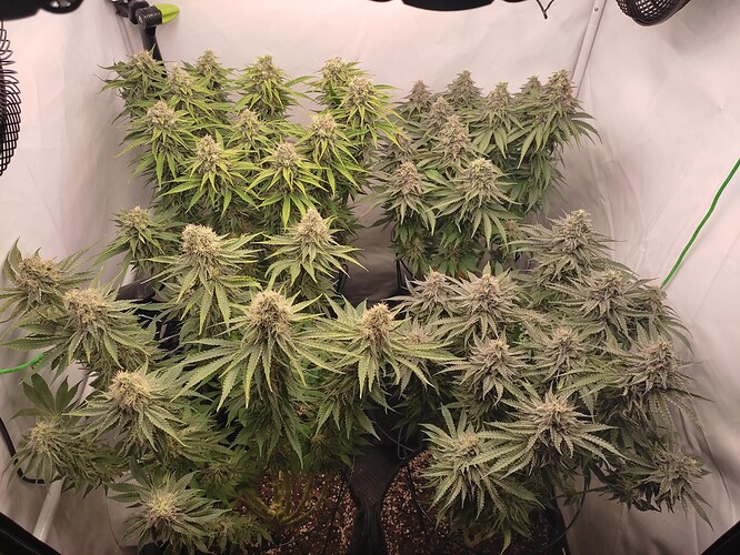 Growreport Bild 5