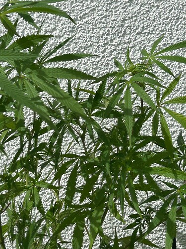 Growreport Bild 13