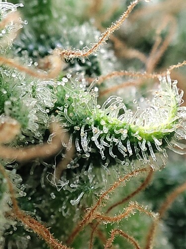 Growreport Bild 67