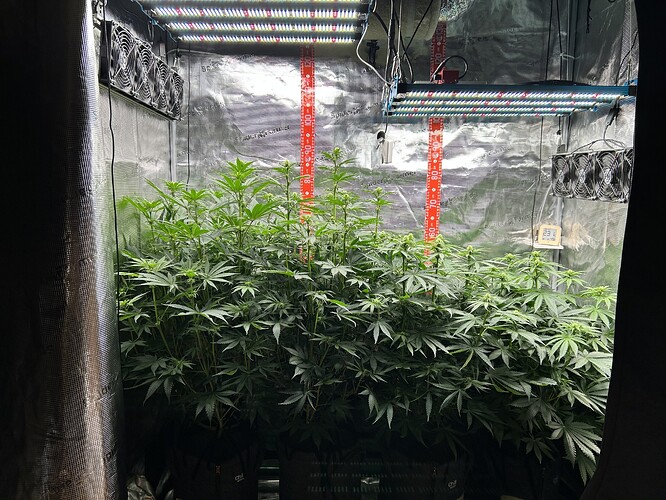 Mehrere Cannabis-Pflanzen in einem Growzelt unter LED-Beleuchtung.