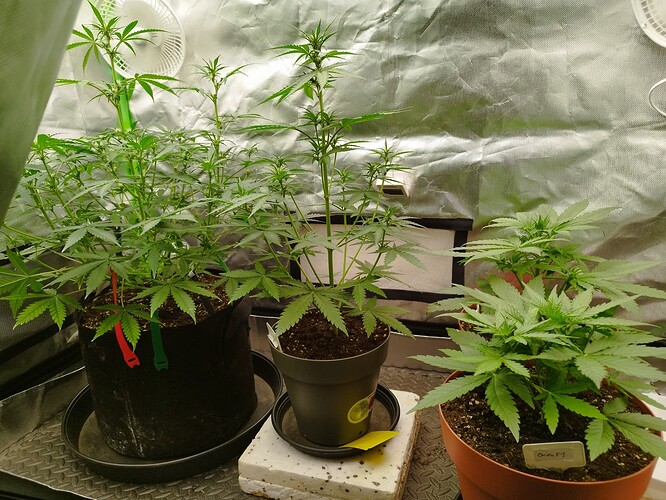 Drei Cannabispflanzen in verschiedenen Wachstumsstadien in einem Growzelt. Die linke Pflanze ist am weitesten entwickelt, gefolgt von der mittleren und der rechten Pflanze, die am kleinsten ist.