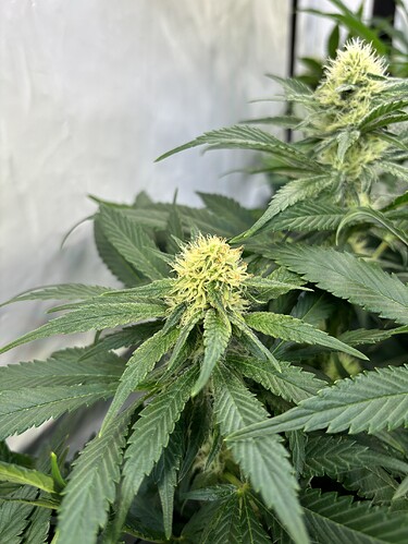 Growreport Bild 25