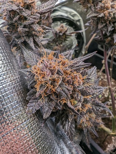 Growreport Bild 5