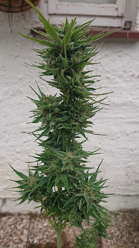 Growreport Bild 2