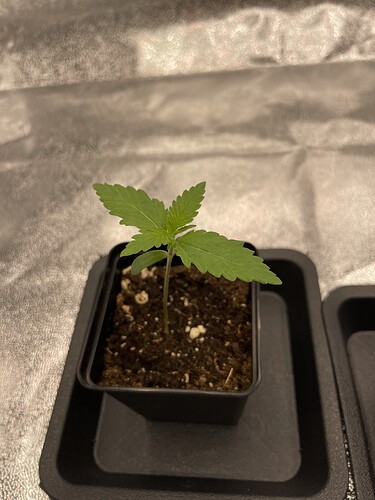 Growreport Bild 19