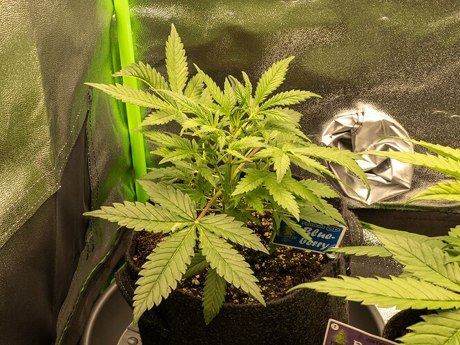 Growreport Bild 51