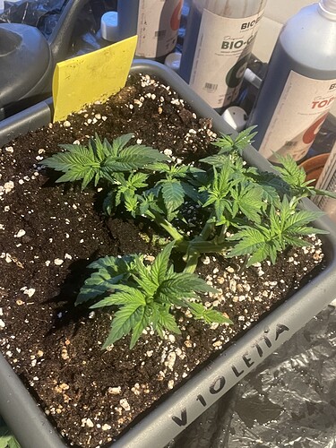 Growreport Bild 3
