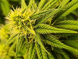 Growreport Bild 76