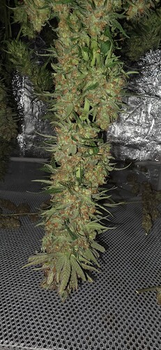 Growreport Bild 31