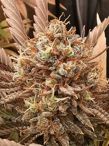 Growreport Bild 13