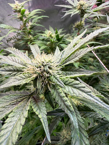 Growreport Bild 33