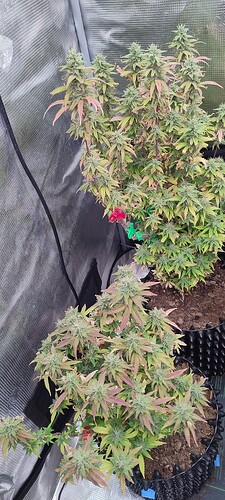 IMG_20251222_213305180